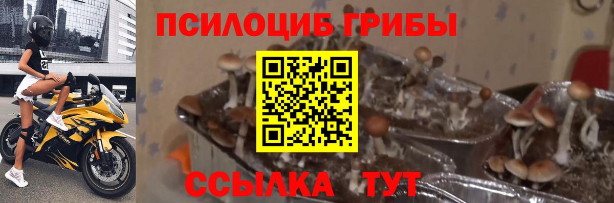 Галлюциногенные грибы GOLDEN TEACHER  Вход с VPN  Нефтекумск 